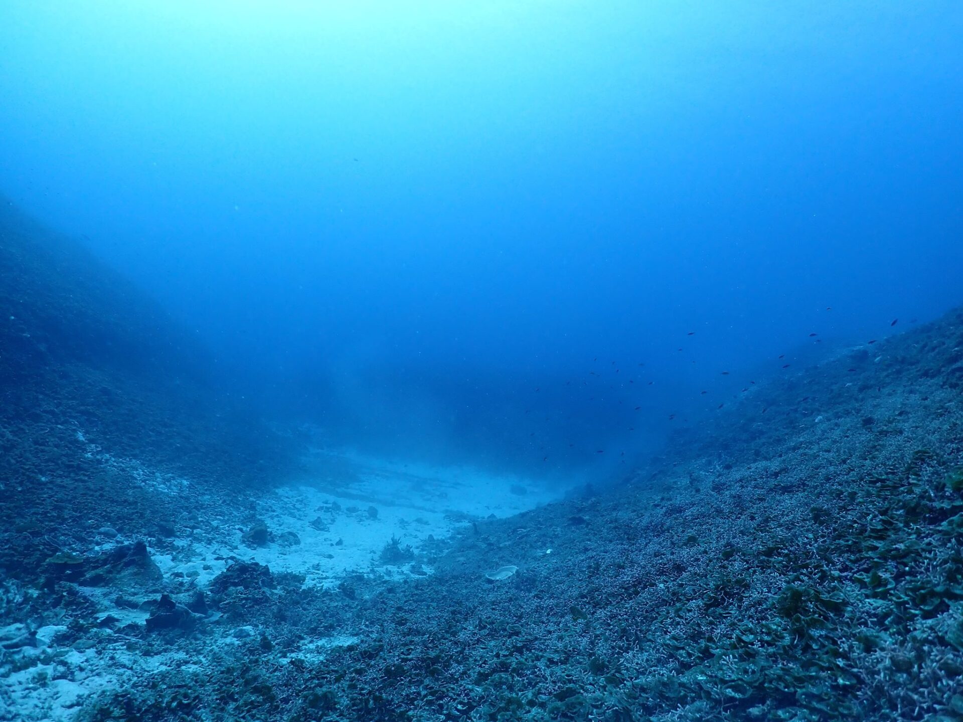 沖繩潛水,石垣島潛水,manta point