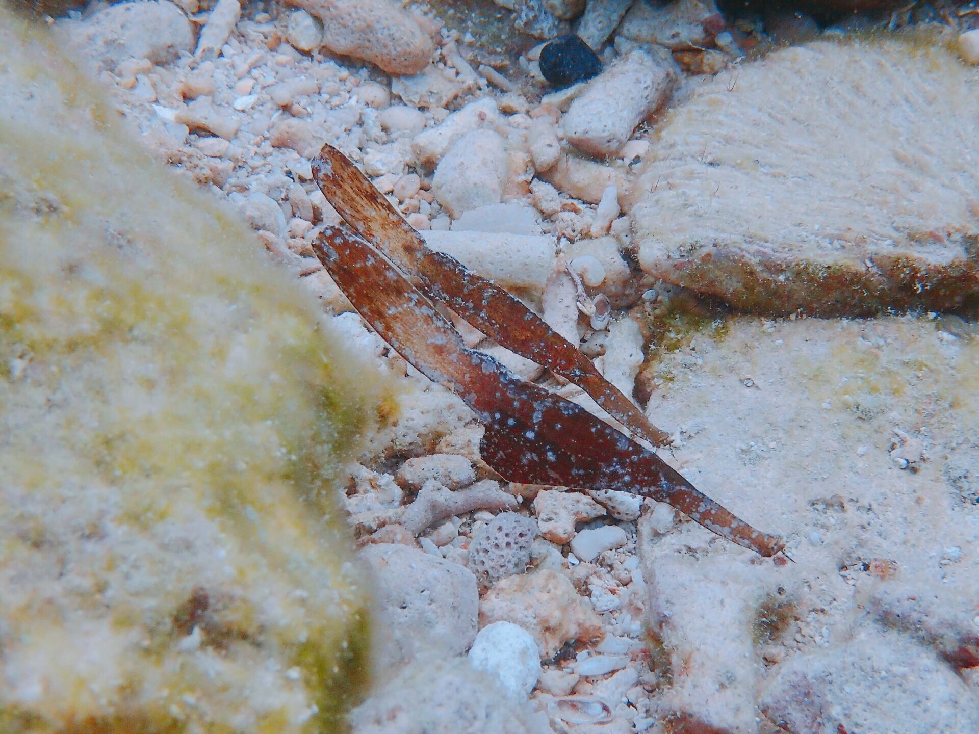 沖繩潛水 日本潛水 青之洞 okinawa diving