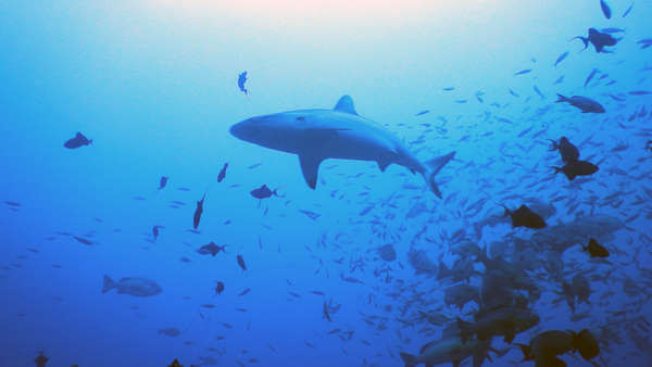 斐濟 潛水 虎鯊 tiger shark diving scuba