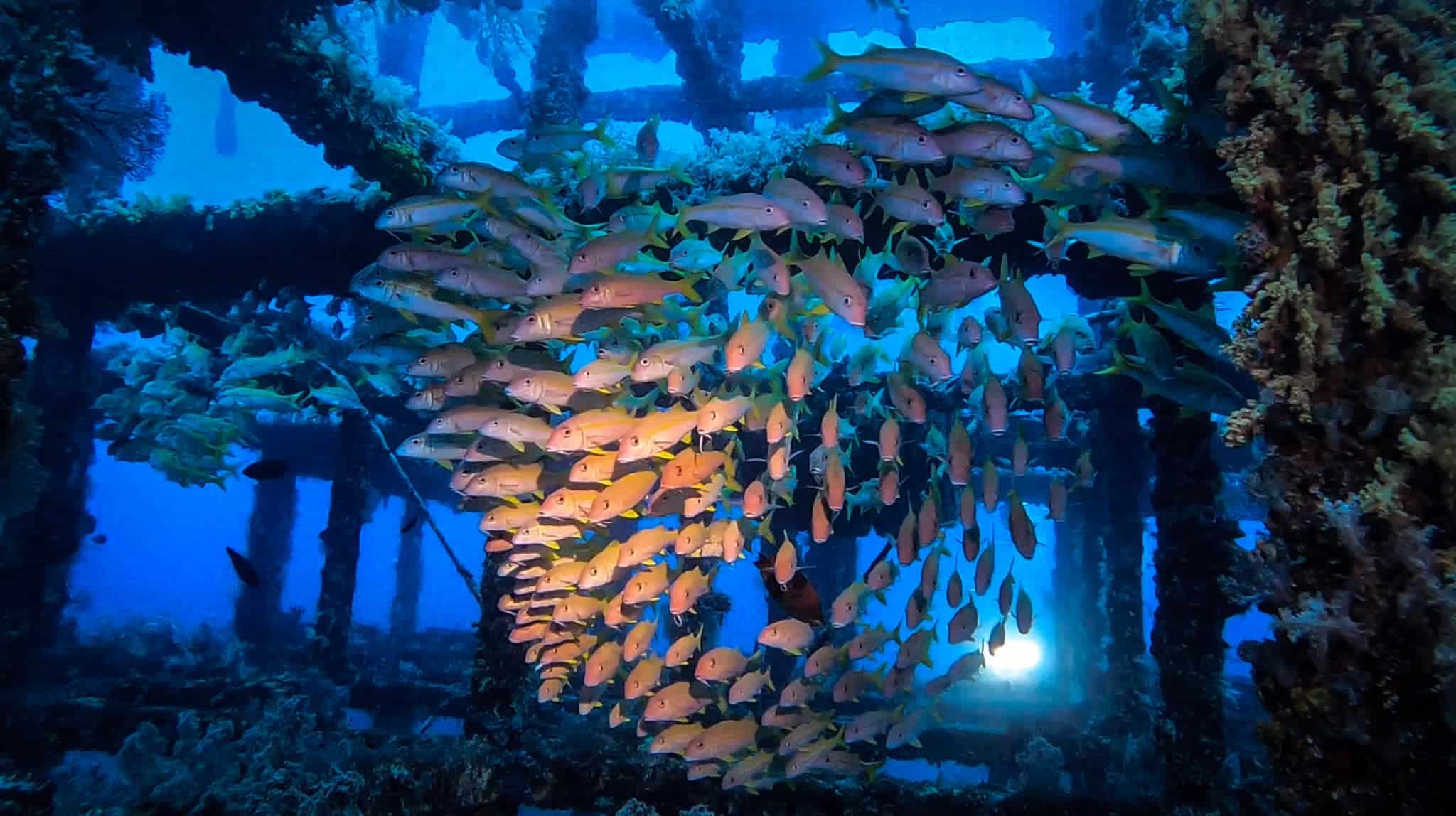 綠島 潛水 潛點 green island taiwan