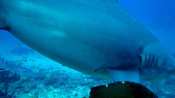 斐濟 潛水 虎鯊 tiger shark diving scuba