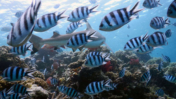 斐濟 潛水 虎鯊 tiger shark diving scuba