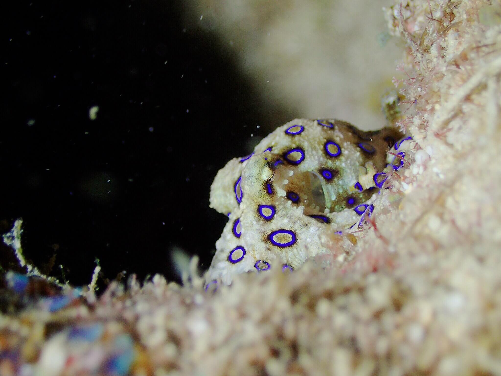 沖繩潛水 日本潛水 青之洞 okinawa diving