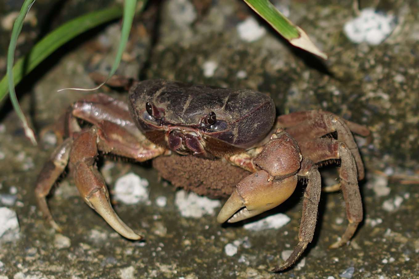 蘭嶼 潛水