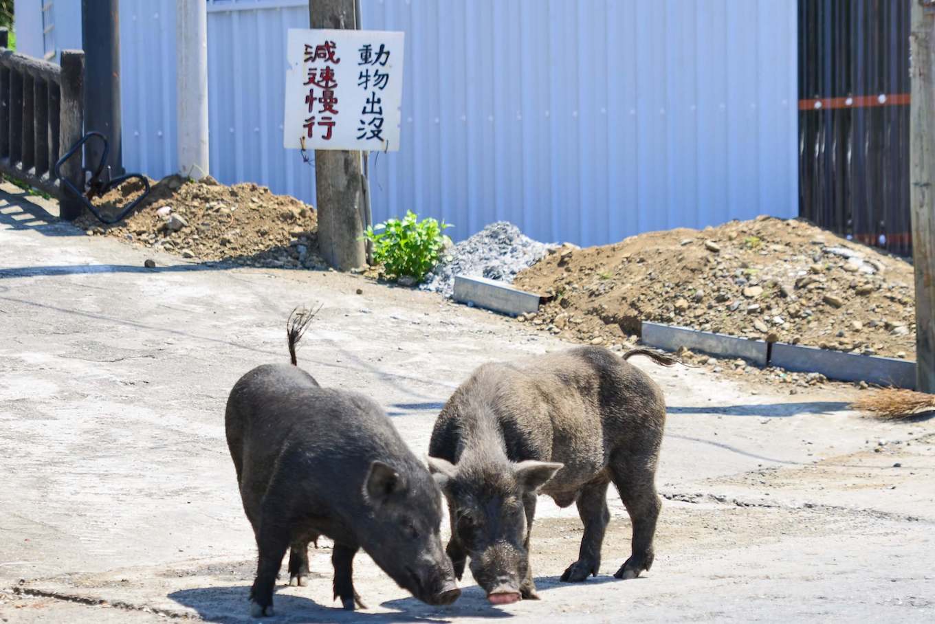 蘭嶼 潛水