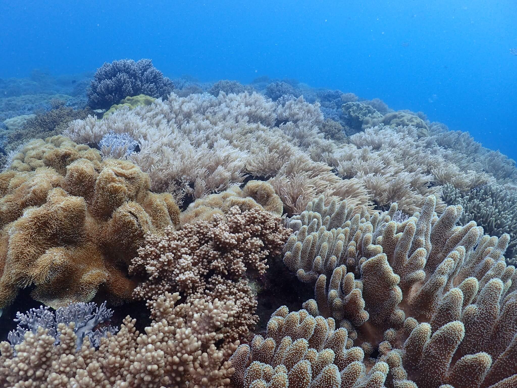 沖繩潛水 日本潛水 青之洞 okinawa diving