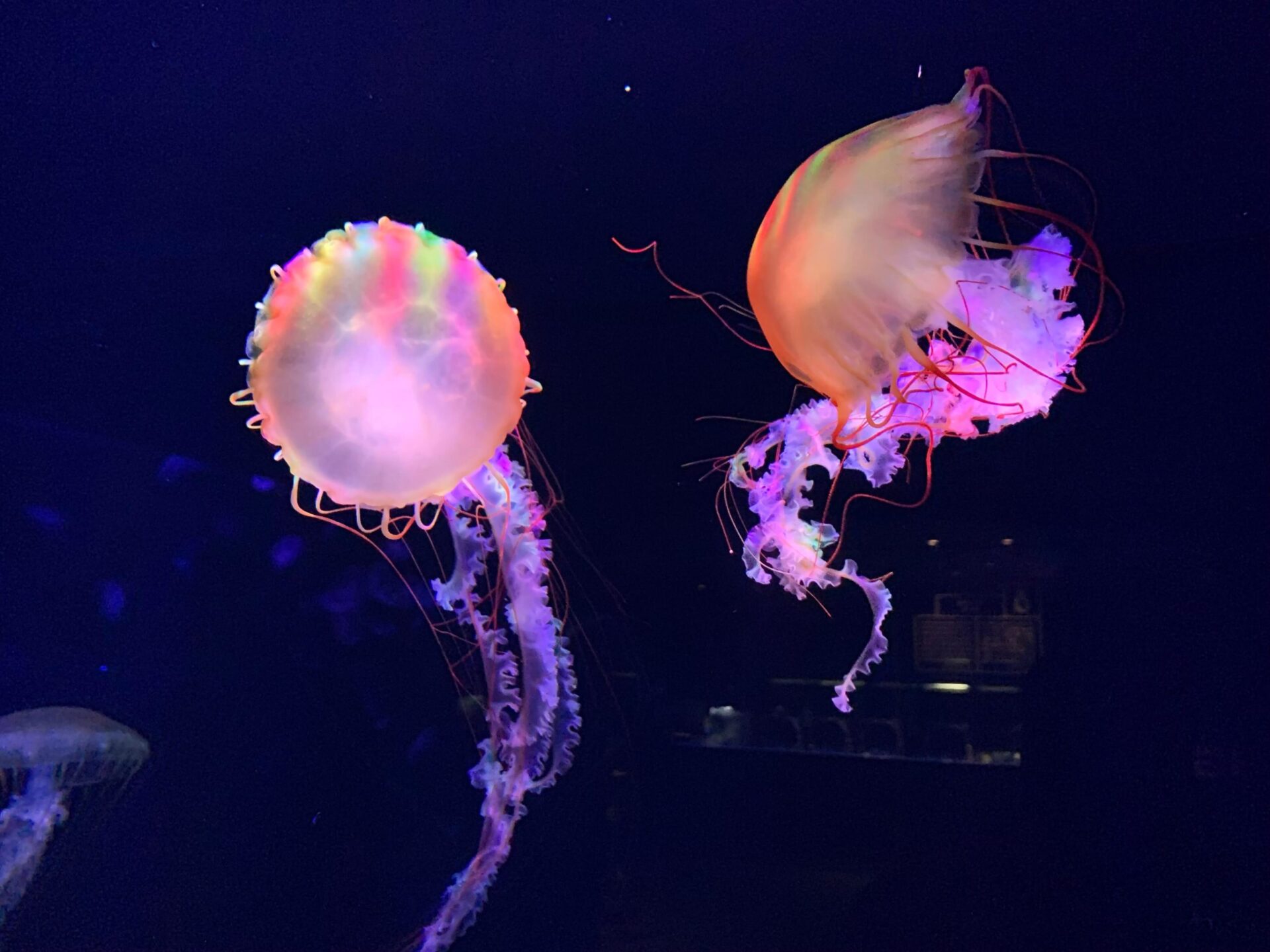 japan-tokyo-sumida-aquarium-東京-墨田水族館