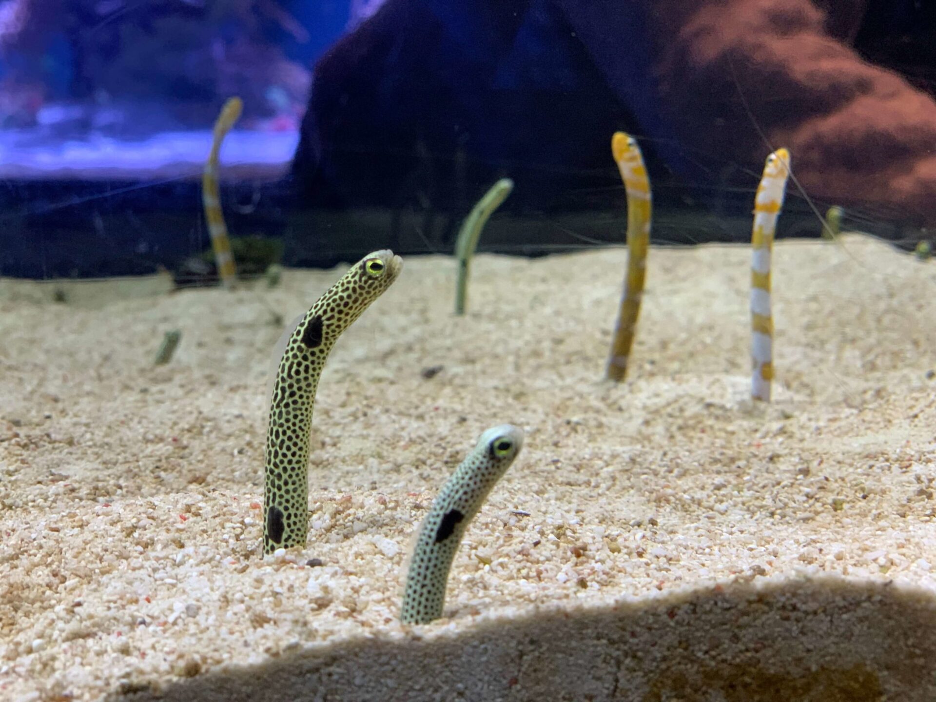 japan-tokyo-sumida-aquarium-東京-墨田水族館