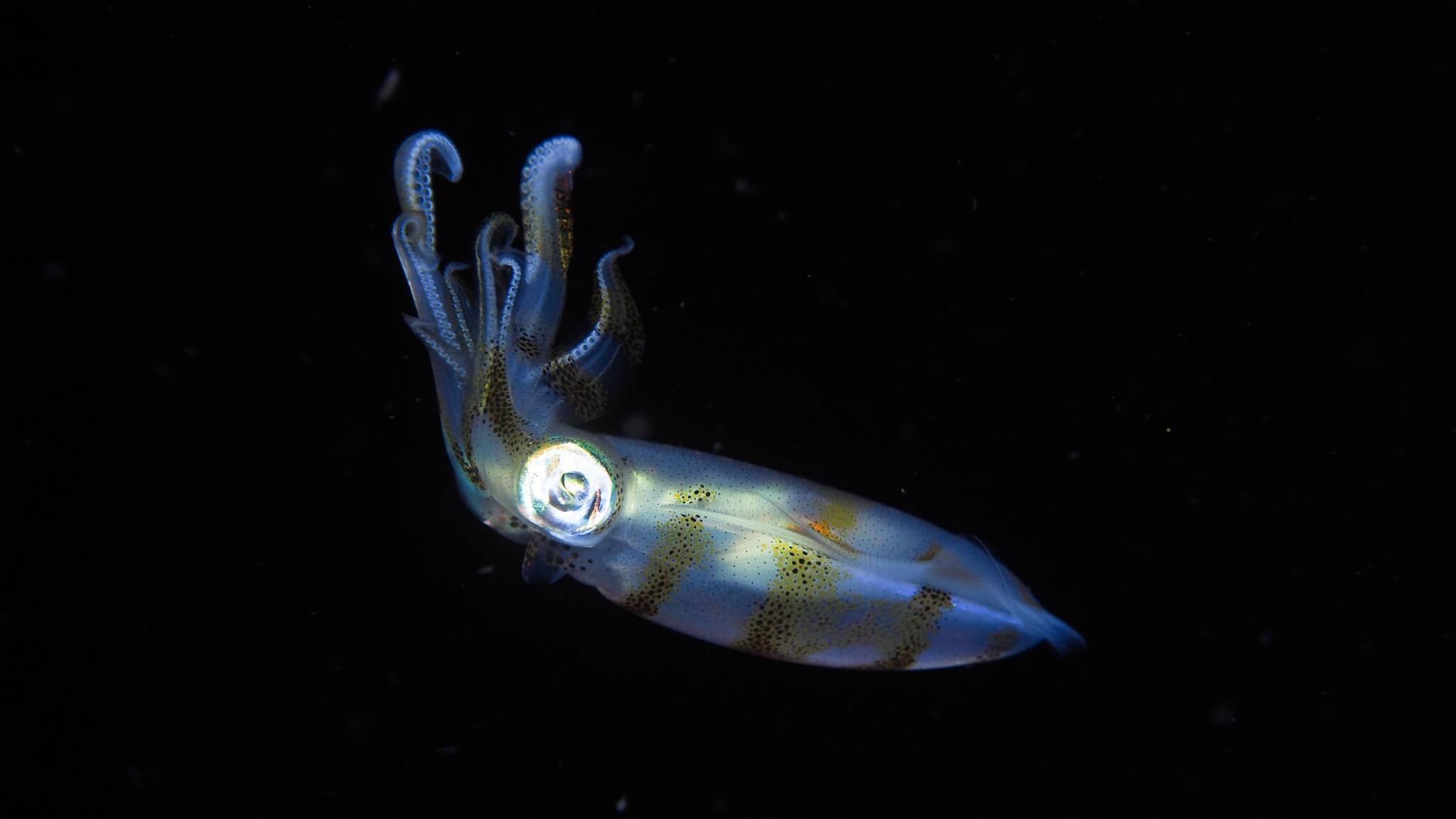 臺灣產頭足類動物圖鑑(精裝) 章魚 花枝 軟絲