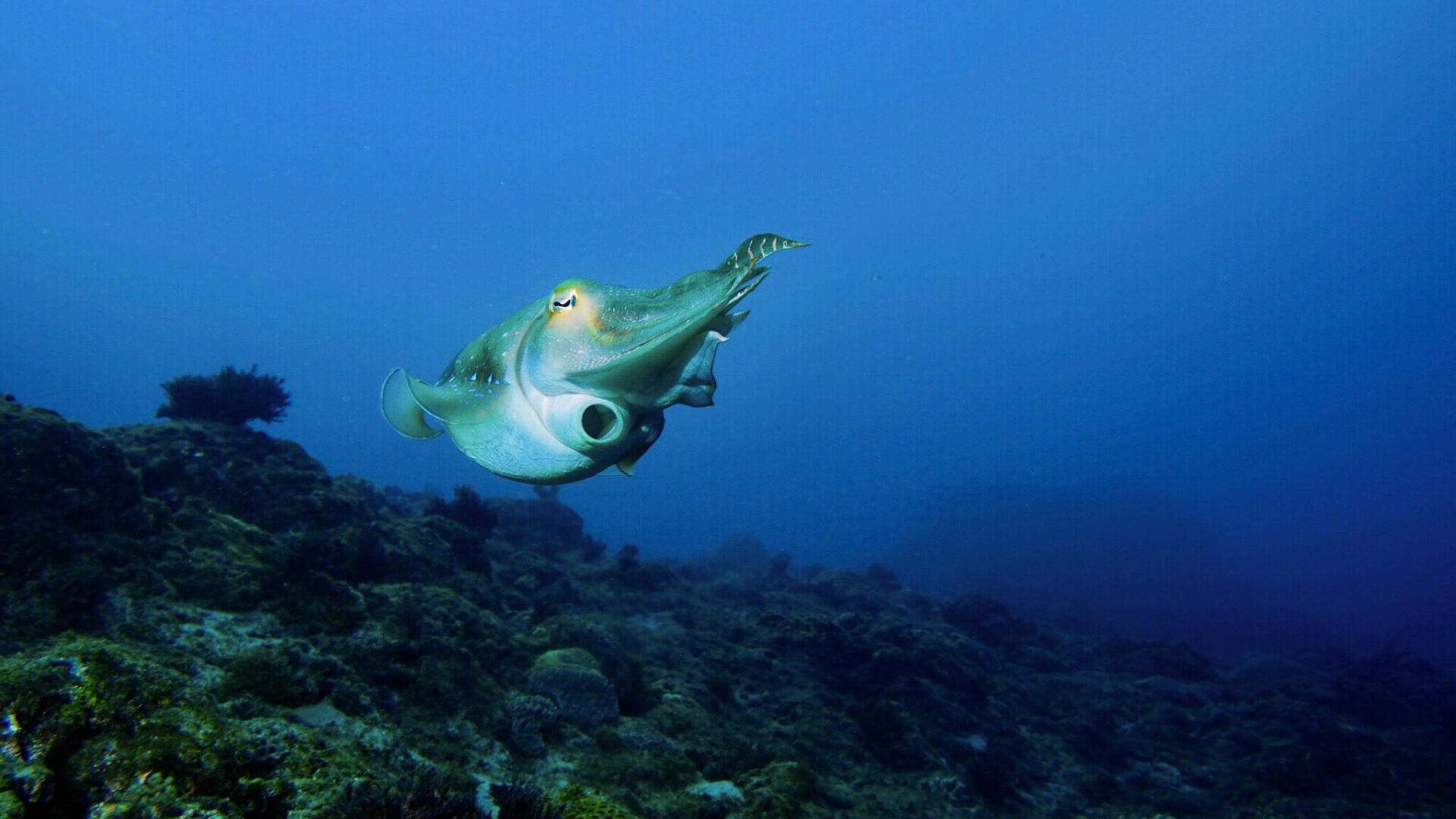 臺灣產頭足類動物圖鑑(精裝) 章魚 花枝 軟絲