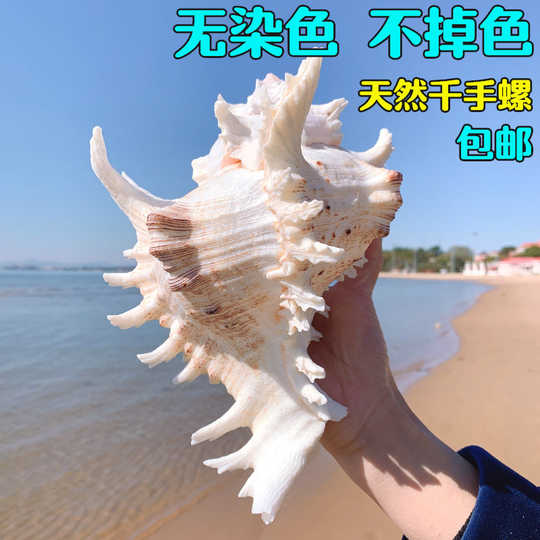 貝殼 貝殼圖鑑 海洋大學 海洋生物 海洋博物誌