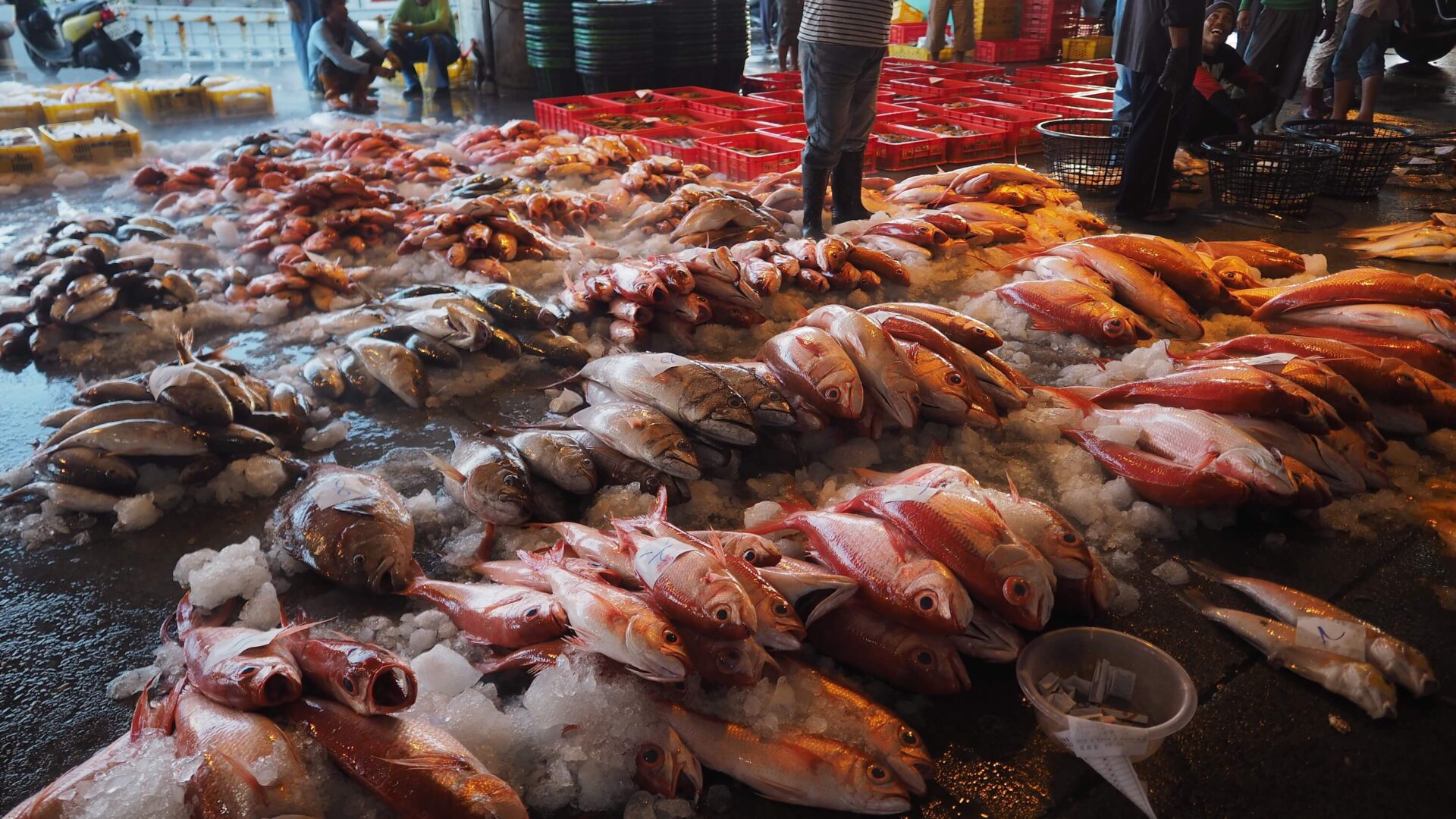 鯊魚、鬼蝠魟與漁民