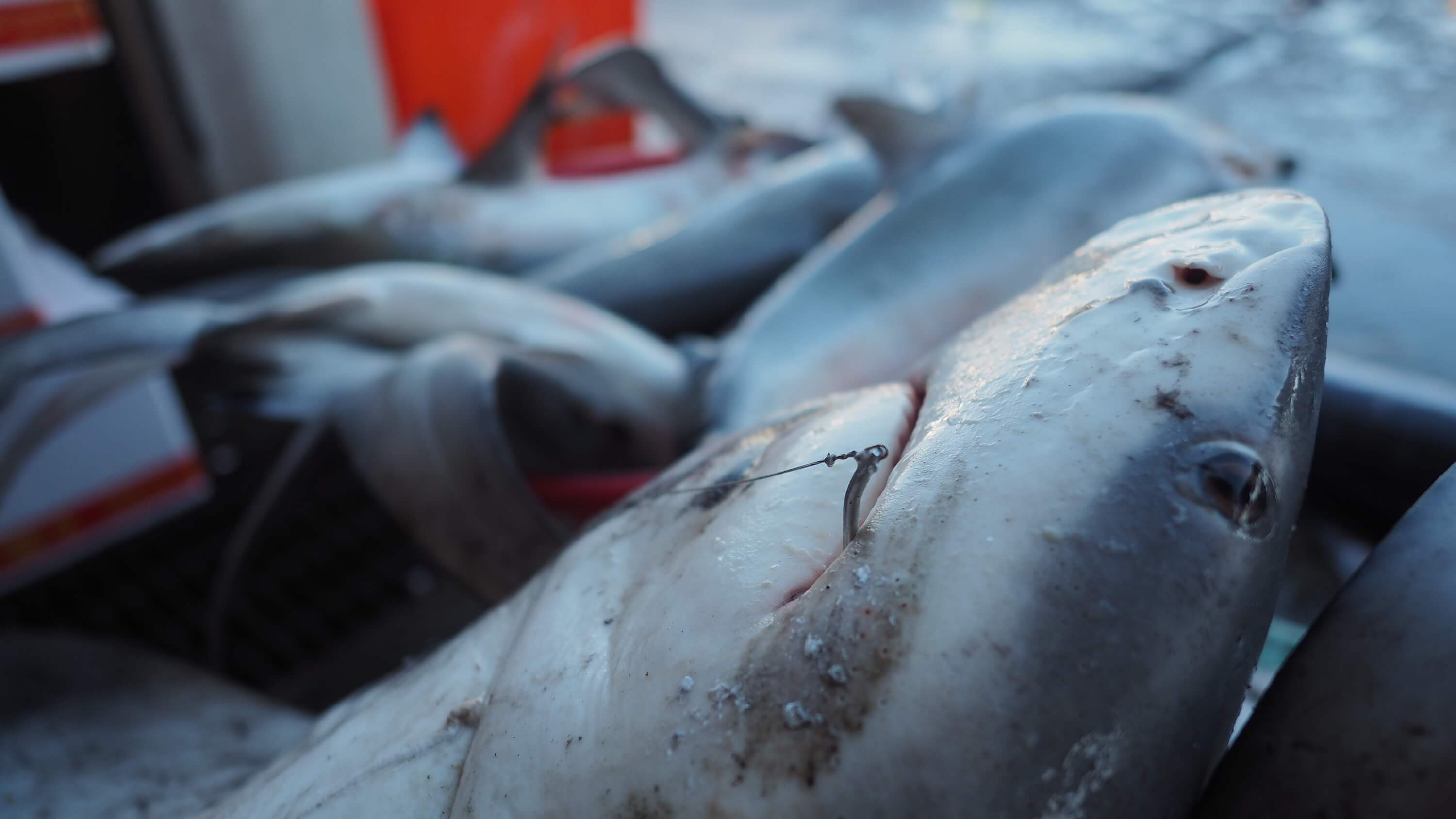 鯊魚、鬼蝠魟與漁民