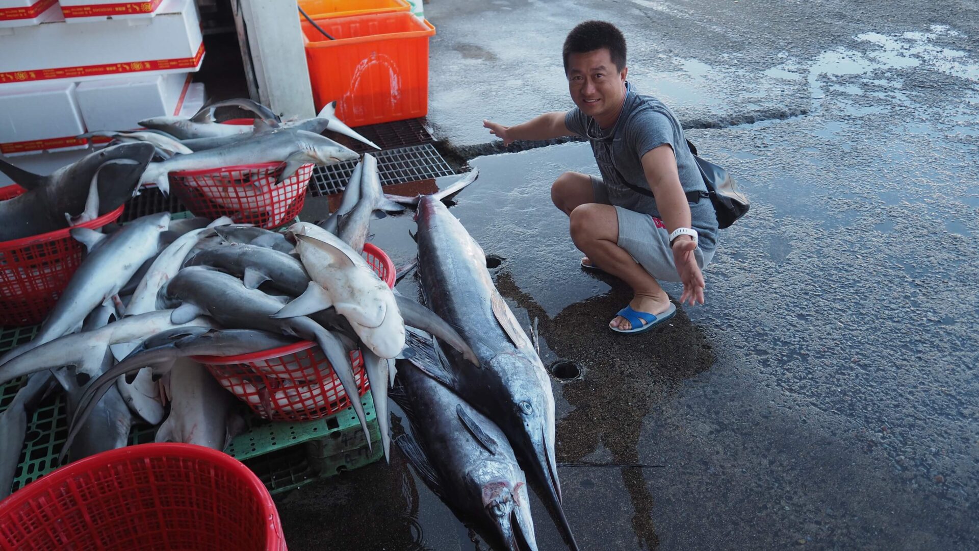 鯊魚、鬼蝠魟與漁民