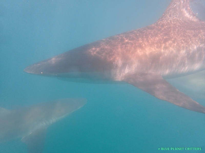 南非鯊魚籠子潛水 Shark Cage Diving in Gansbaai South Africa