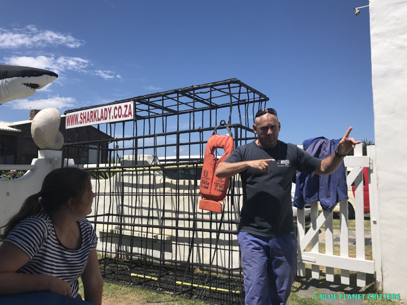 南非鯊魚籠子潛水 Shark Cage Diving in Gansbaai South Africa