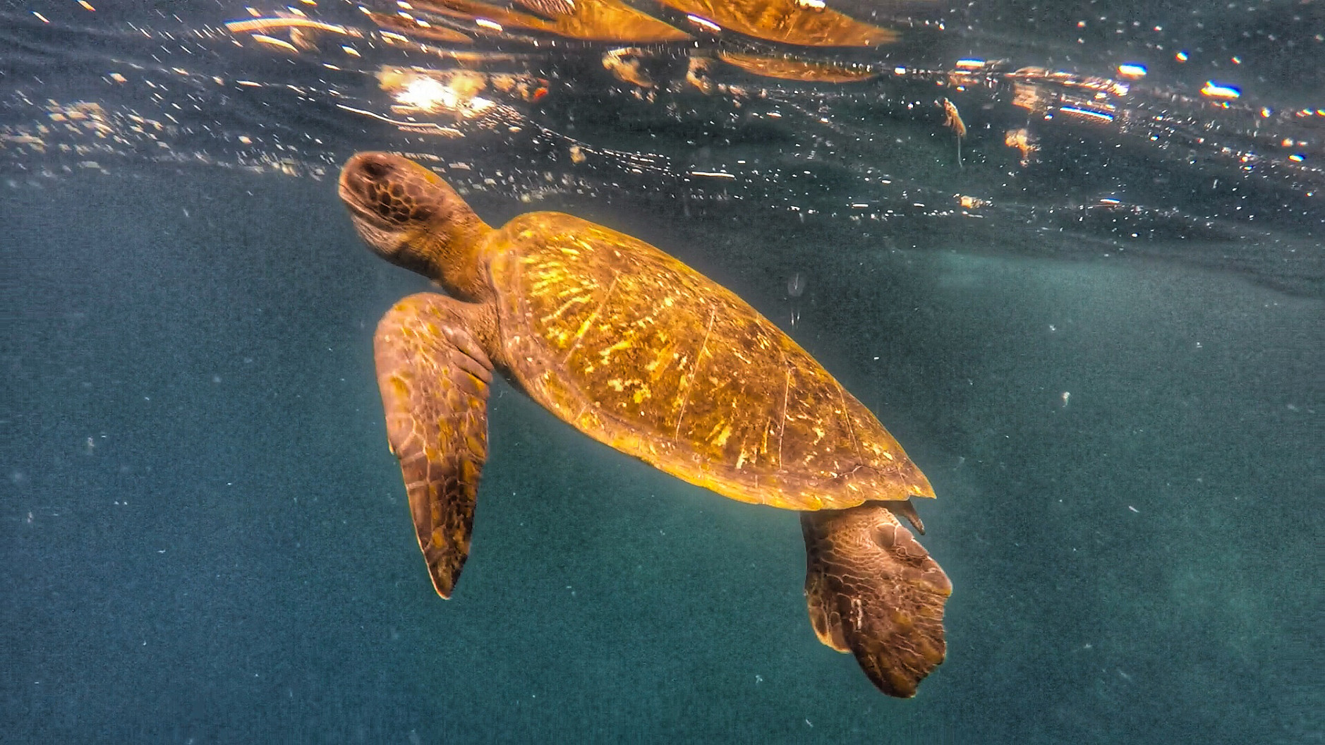 加拉巴哥群島 Ecuador Galapagos Islands Kicker Rock 鎚頭鯊 hammerhead shark