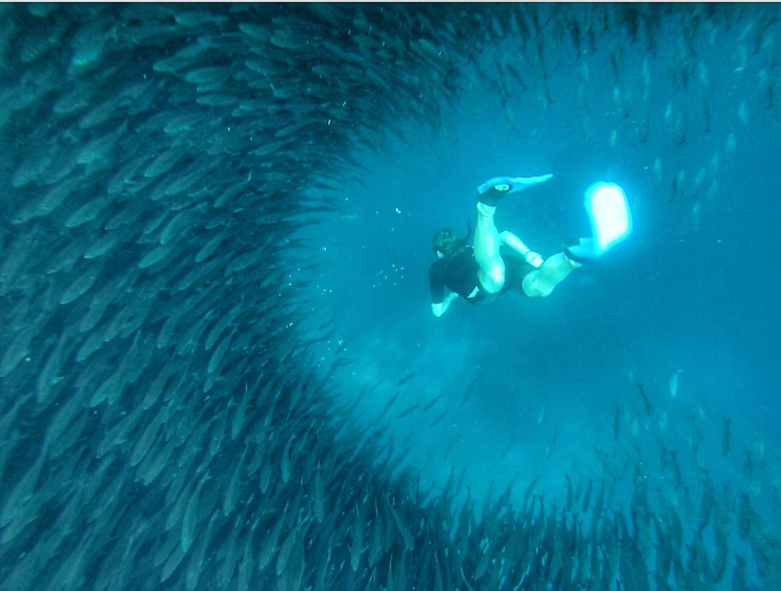 加拉巴哥群島 Ecuador Galapagos Islands Kicker Rock 鎚頭鯊 hammerhead shark