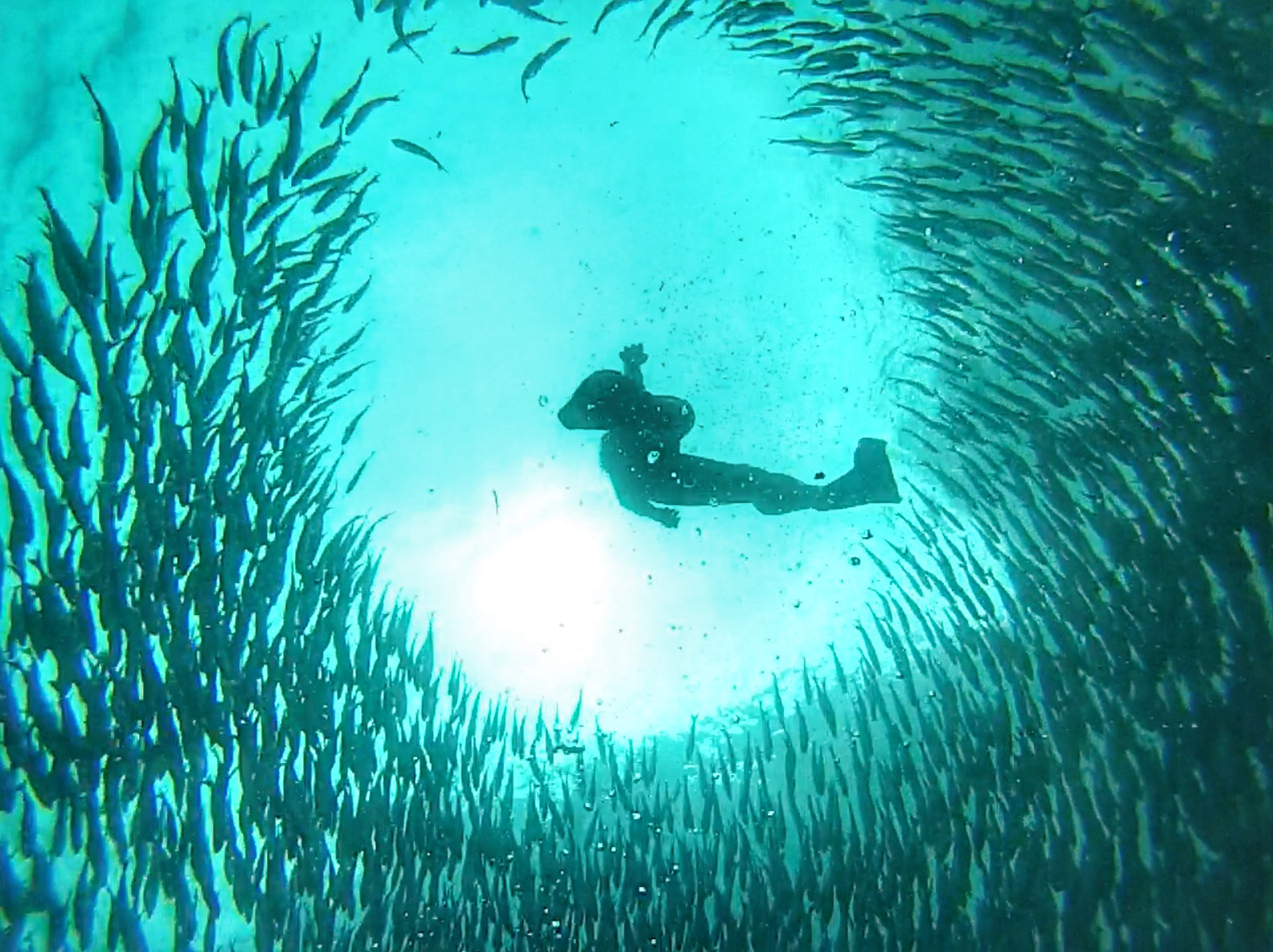 加拉巴哥群島 Ecuador Galapagos Islands Kicker Rock 鎚頭鯊 hammerhead shark