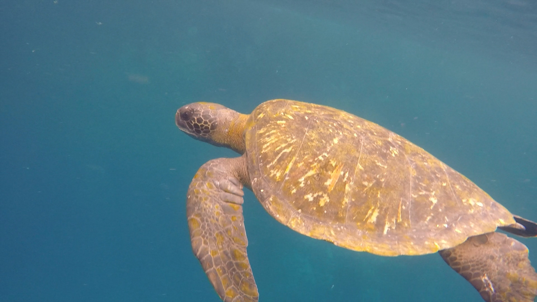 加拉巴哥群島 Ecuador Galapagos Islands Kicker Rock 鎚頭鯊 hammerhead shark