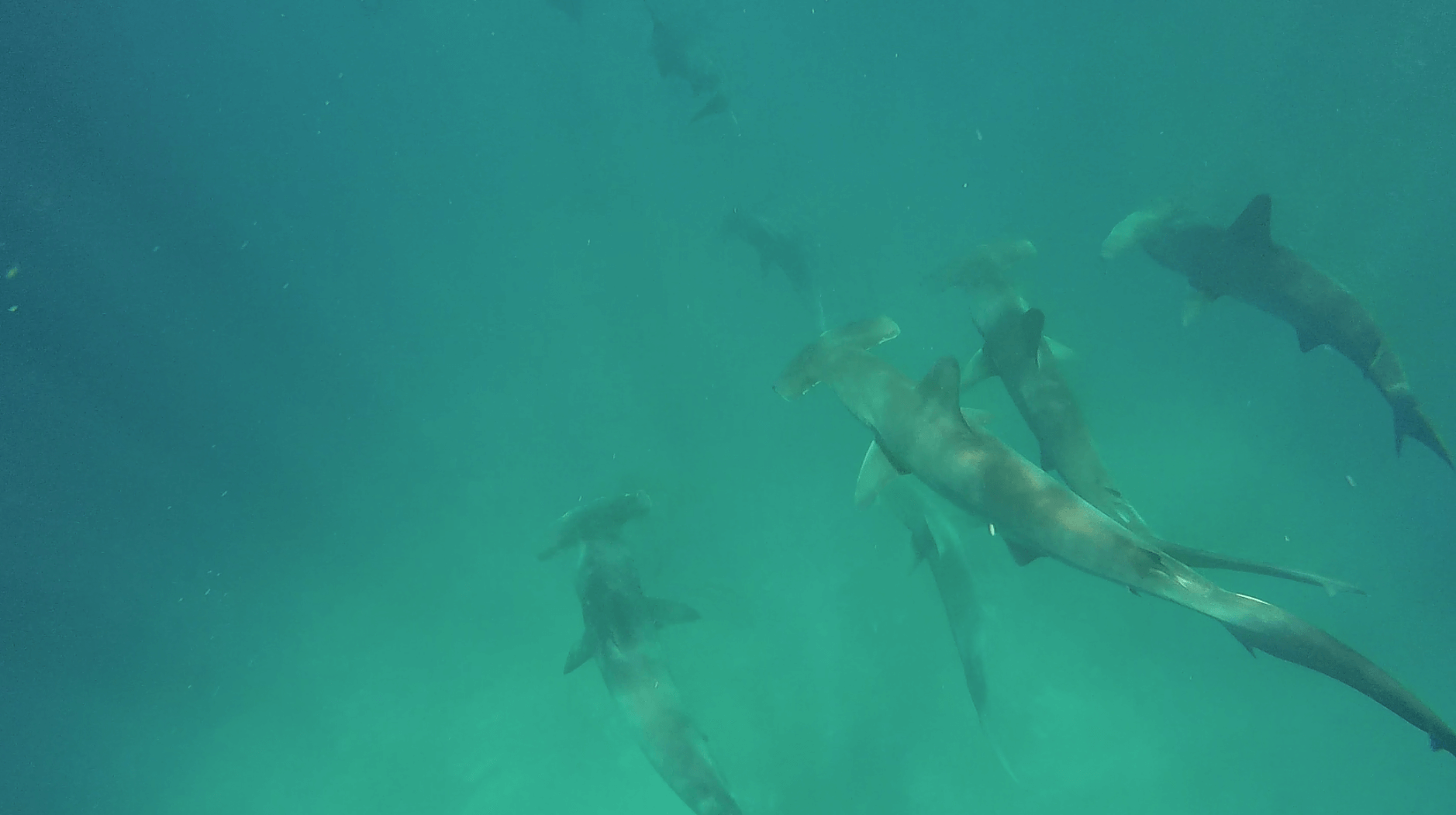 加拉巴哥群島 Ecuador Galapagos Islands Kicker Rock 鎚頭鯊 hammerhead shark