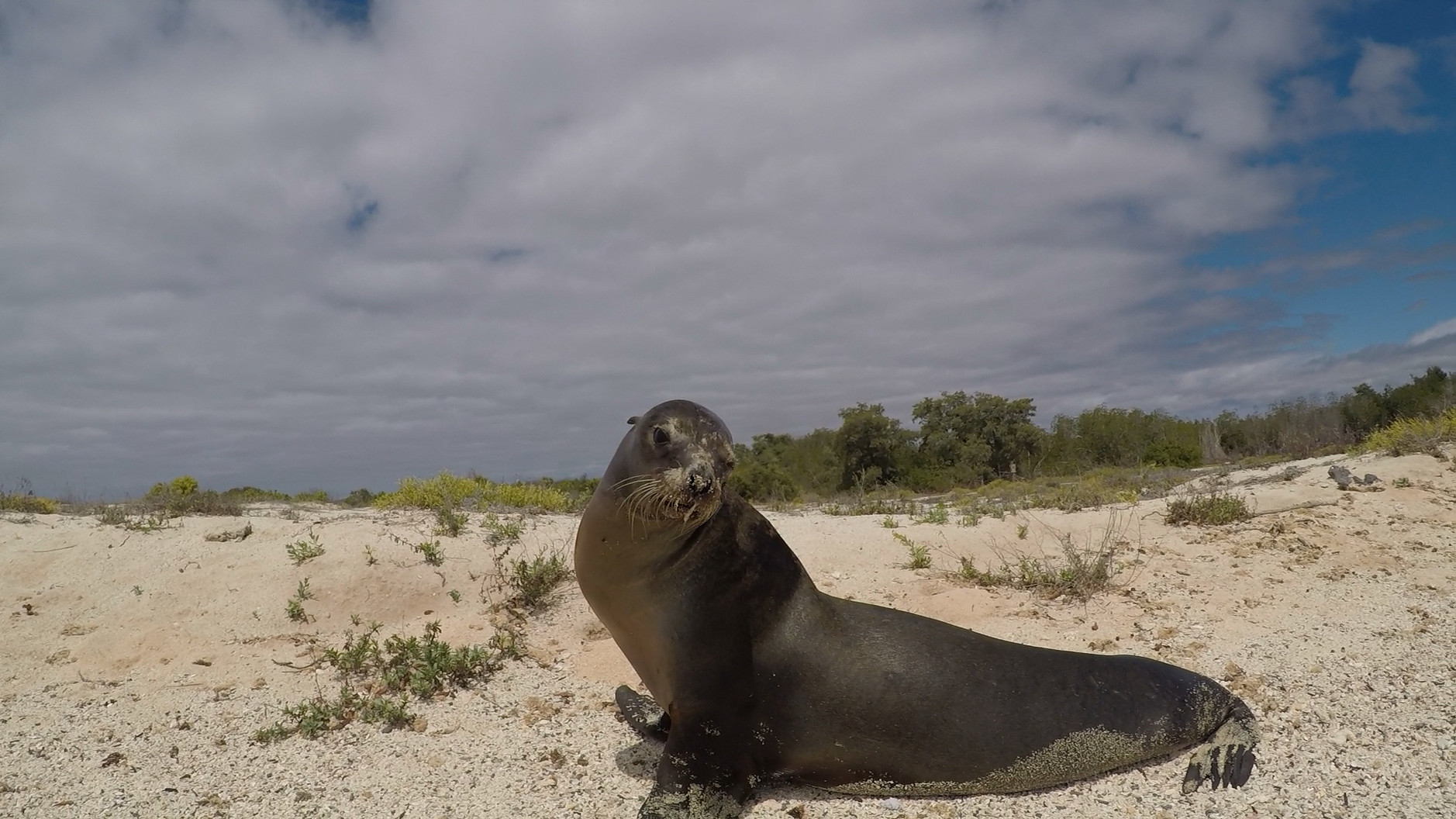 加拉巴哥群島 Ecuador Galapagos Islands Kicker Rock 鎚頭鯊 hammerhead shark