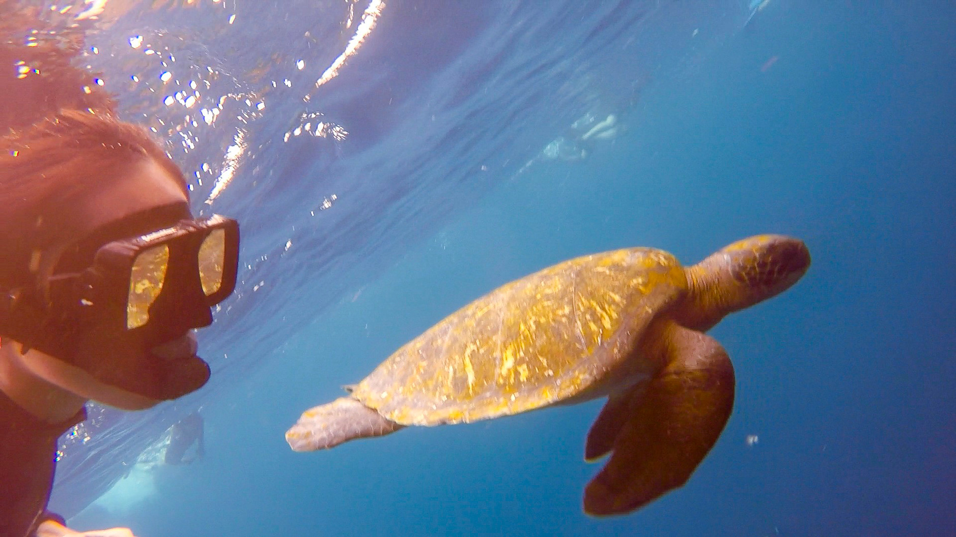 加拉巴哥群島 Ecuador Galapagos Islands Kicker Rock 鎚頭鯊 hammerhead shark