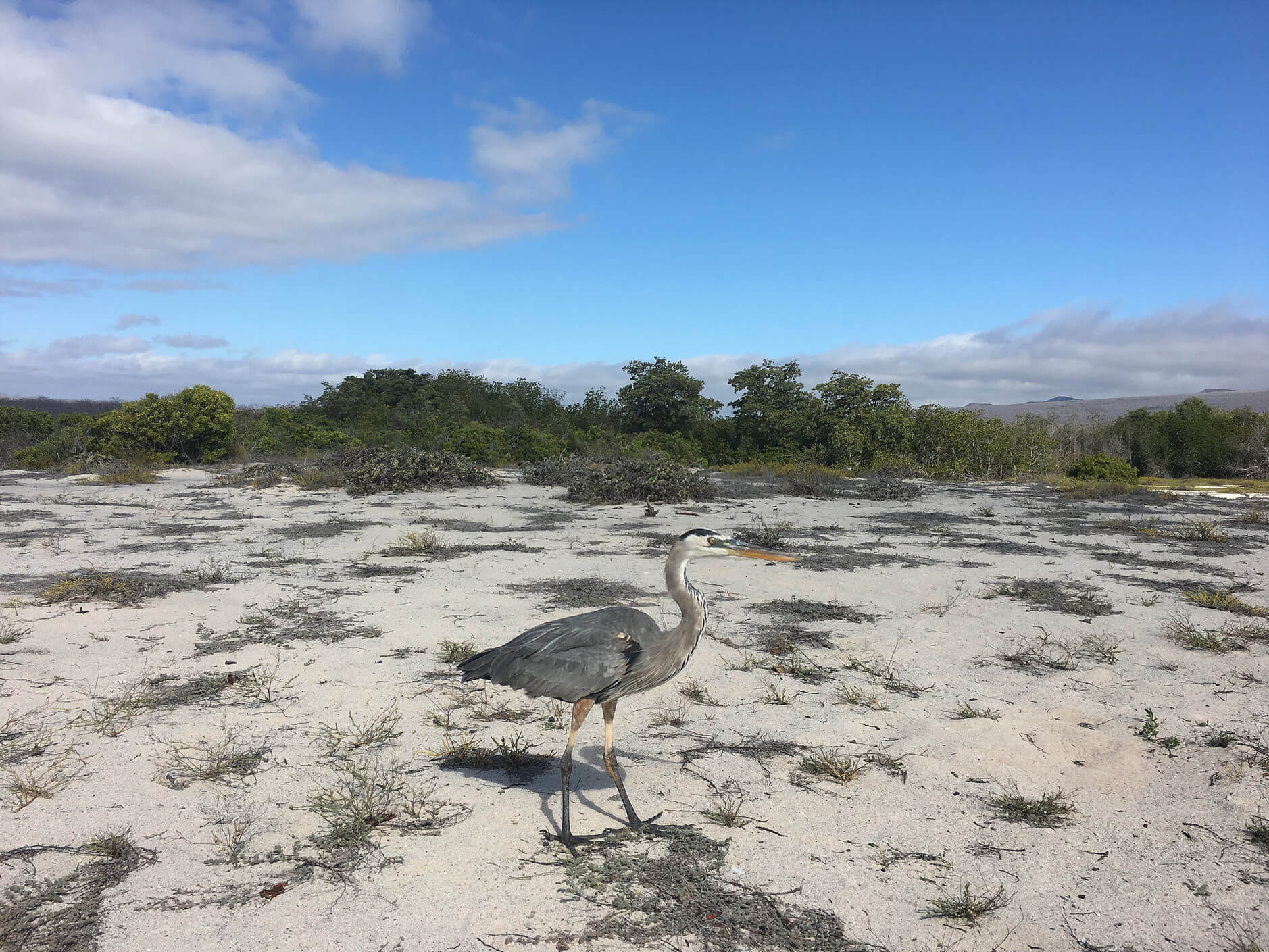 加拉巴哥群島 Ecuador Galapagos Islands Kicker Rock 鎚頭鯊 hammerhead shark