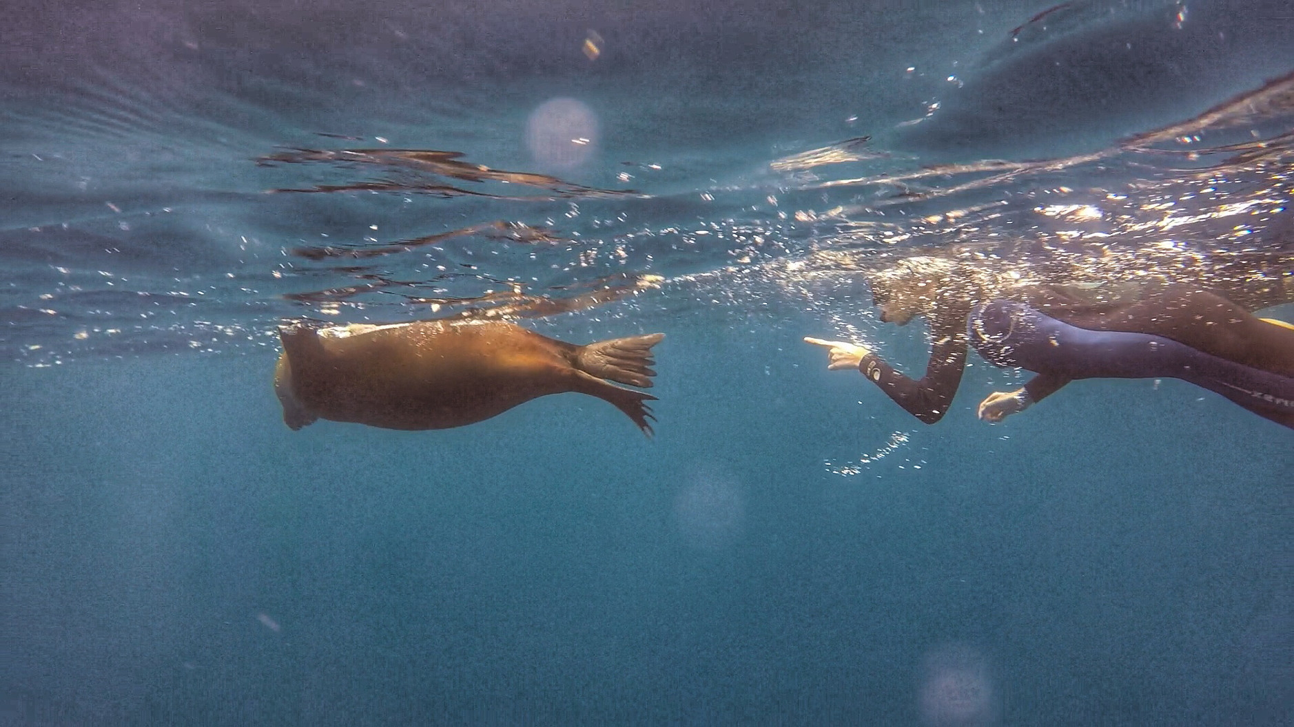 加拉巴哥群島 Ecuador Galapagos Islands Kicker Rock 鎚頭鯊 hammerhead shark