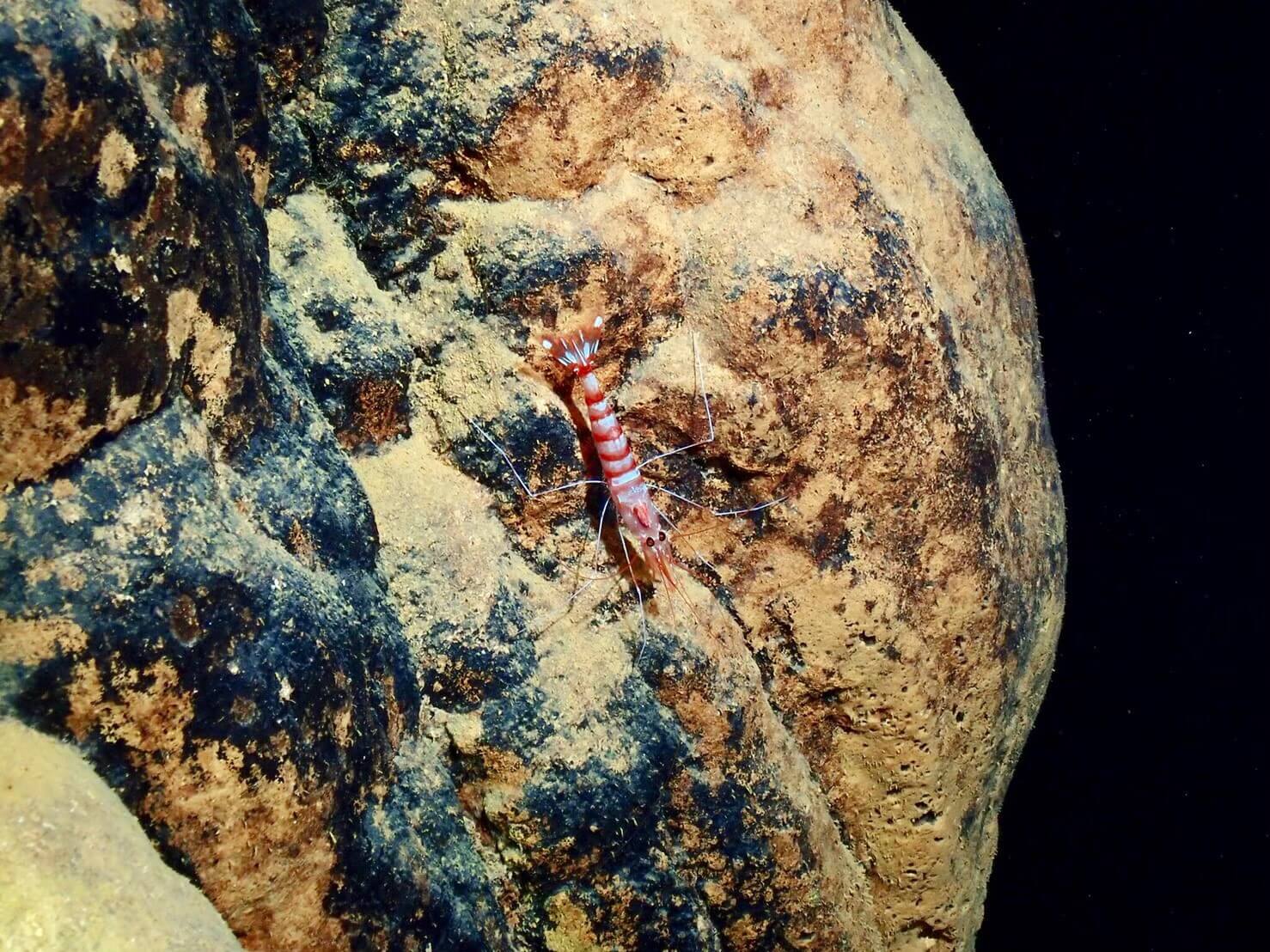 沖繩潛水,沖繩,青之洞,石垣島,日本潛水