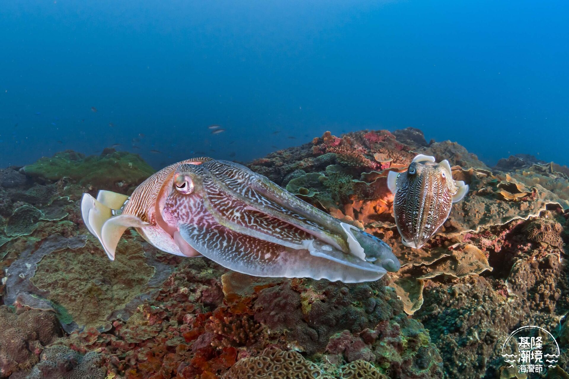 潮境海灣節 潮境 望海巷灣 揪潛水 大頭師