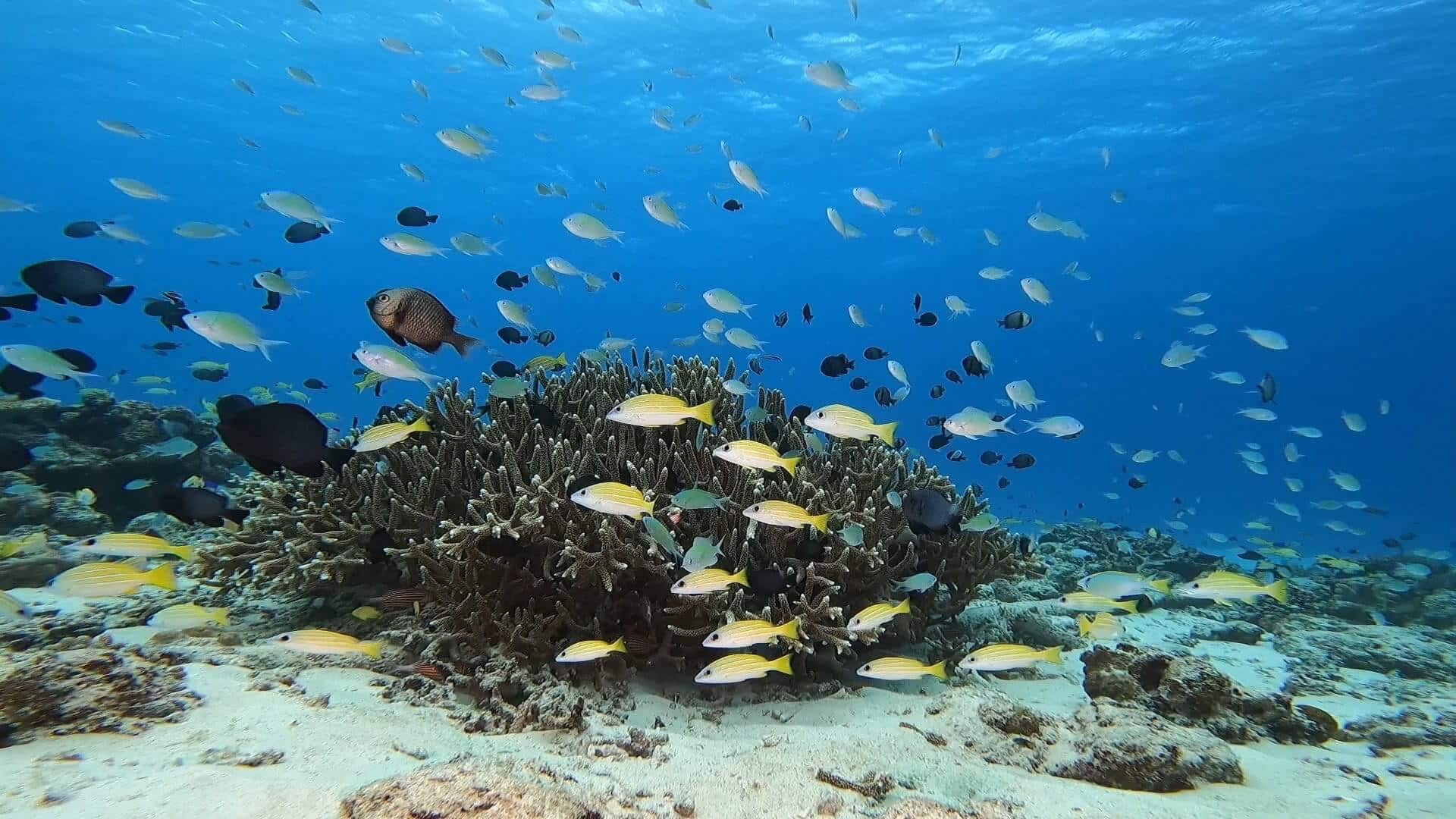 沖繩潛水 慶良間潛水 阿嘉島