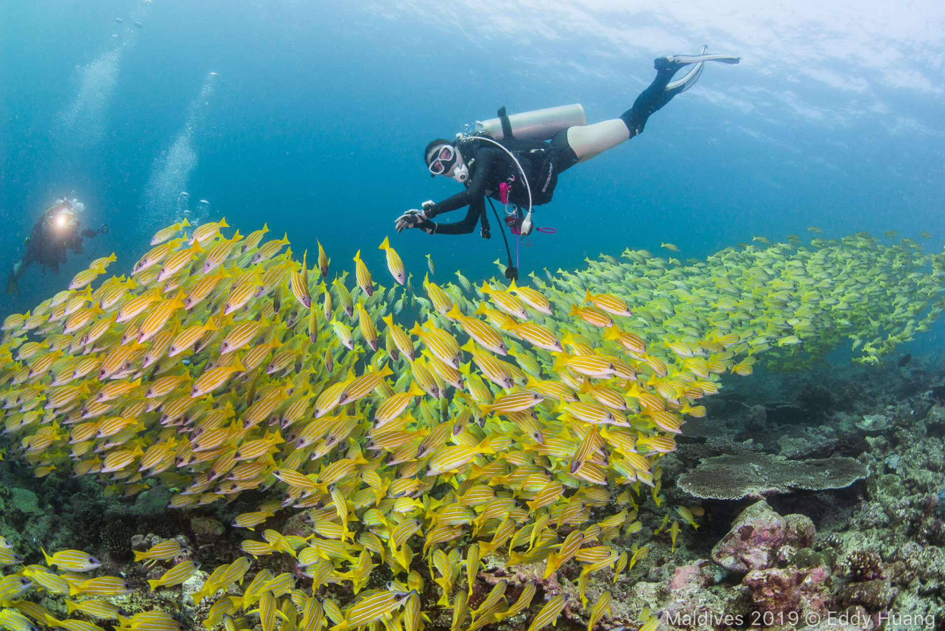 馬爾地夫  船宿 J&J HOME Maldives Liveaboard  Ｍanta 潛水 馬爾地夫潛水