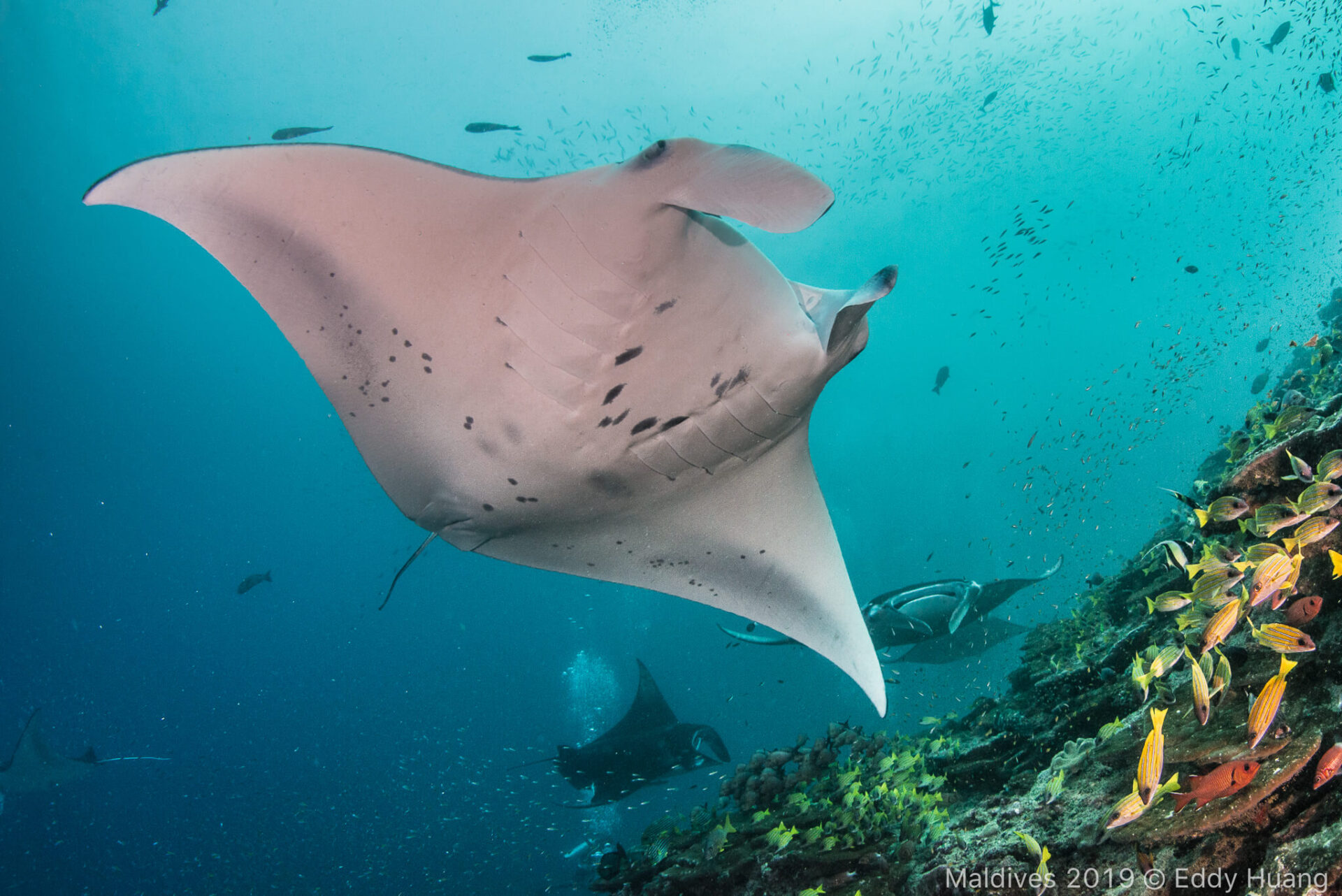 馬爾地夫  船宿 J&J HOME Maldives Liveaboard  Ｍanta 潛水 馬爾地夫潛水