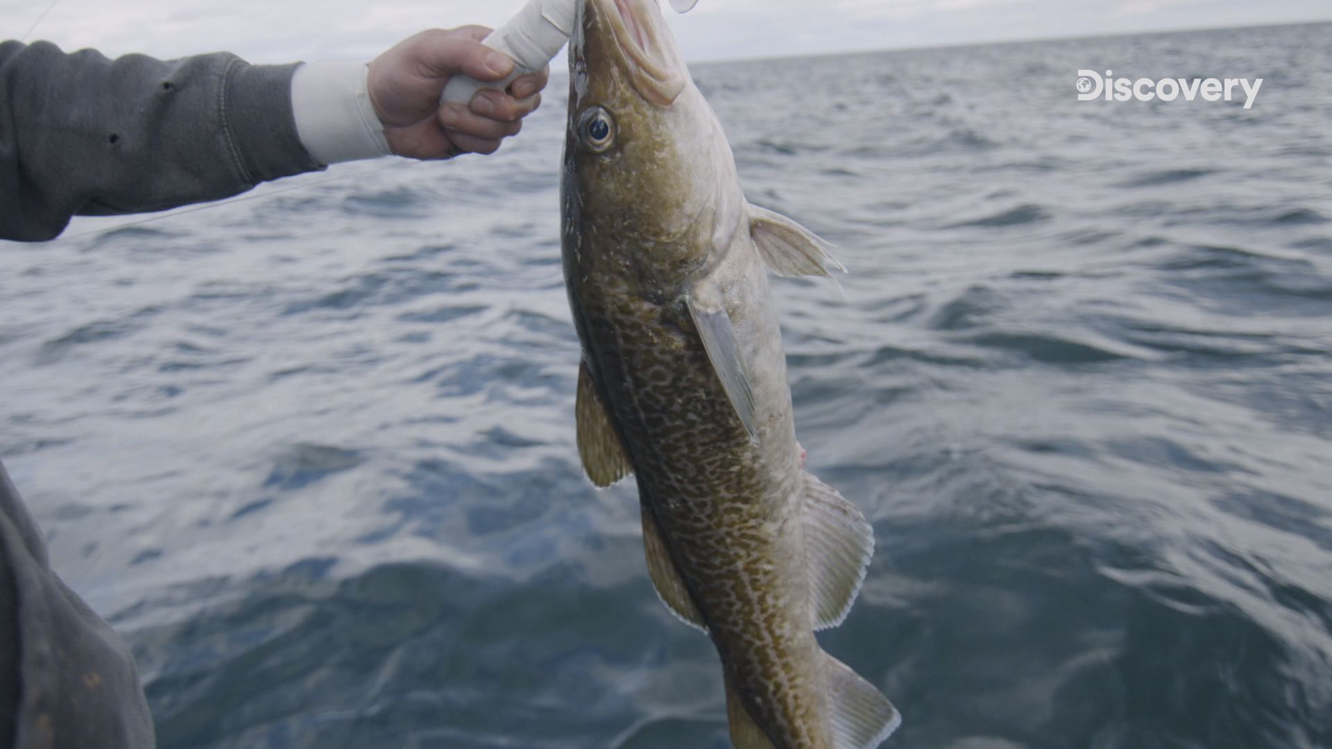 海底生物行為模式改變 常群聚在海面的鱈魚竟出現在122公尺深的海域